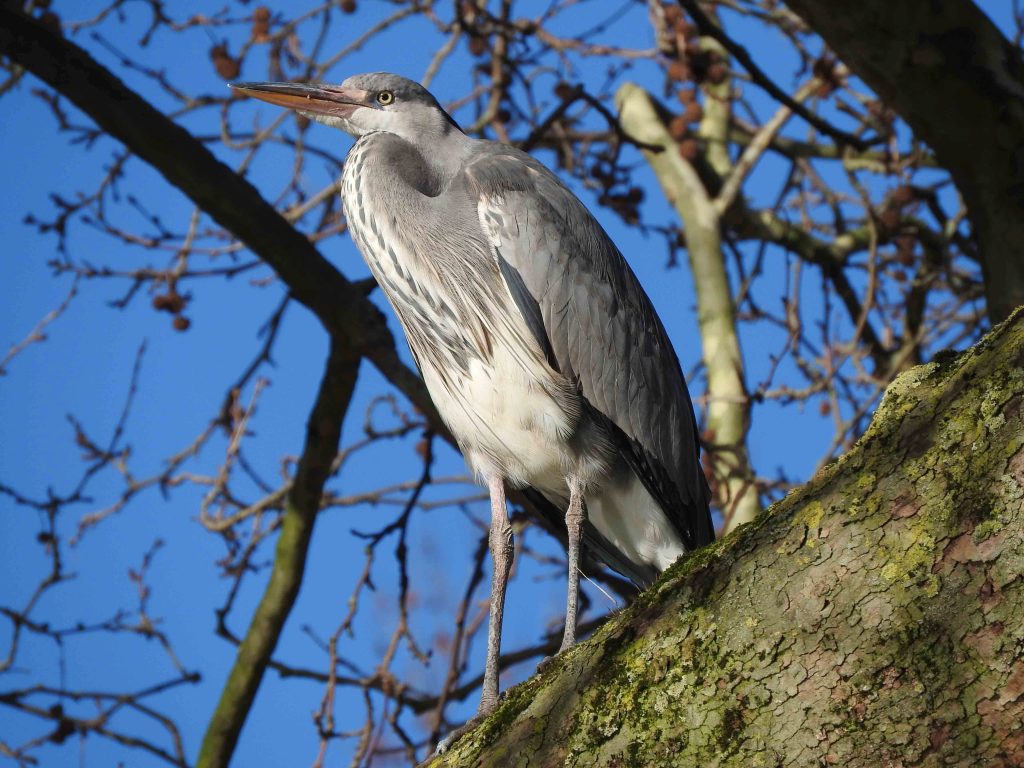 Grey Heron