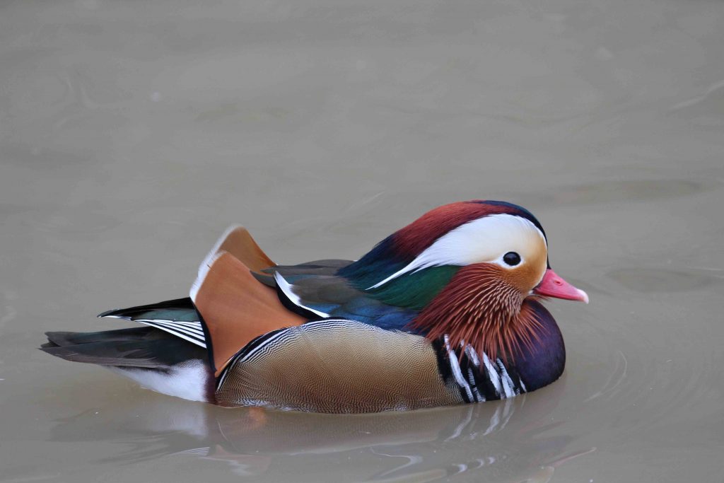 Mandarin Duck