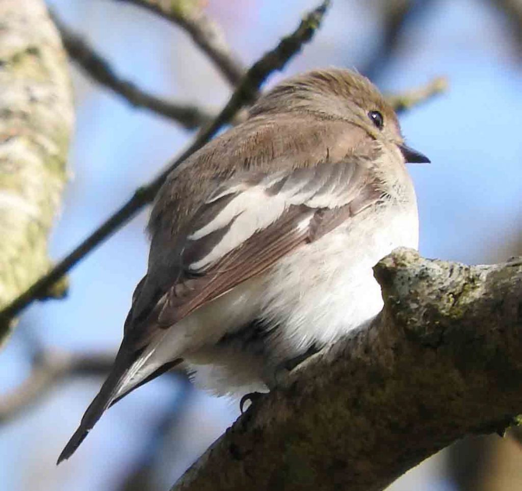 Pied Flycatcher